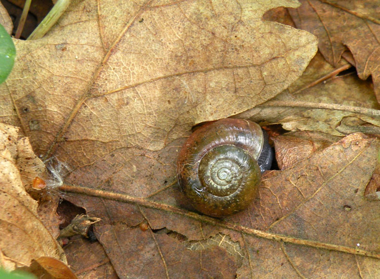 Se è un Oxychilus...